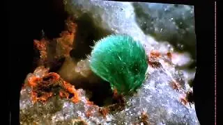 AGARDITE 3D    GRUBE CLARA Mine   RANKACH Valley   OBERWOLFACH   GERMANY   campo 3 mm  enhanced