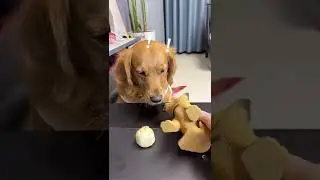 Smart dog 👉 Incredible video 😍 #shorts