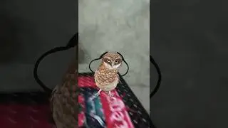 Owl dance #comedy #funny #dance #entertainment #apt how to make owl dance video dancing owl