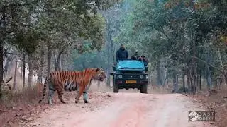 SHER KHAN APPEARS AT DUSK; #eastquest #bigcats #tigers #travel #naturelovers