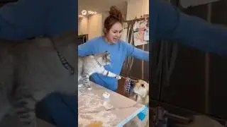 Cat Snitches on Dog Atter Kitchen Flour Disaster #cat #dog #sora #sora2 #ai #ia