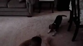 Dogbook Movie: more Sherman howling - hysterical