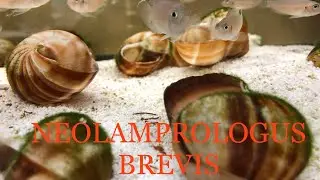 Start A New Breeding Colony Of Neolamprologus Brevis