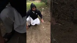 Genius Rabbit🐇Trap#bushcrat#traps #outdoors #survivalskills