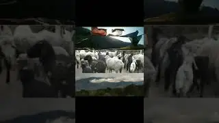 Reelitfeelit pahadi himachal travel loveit