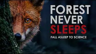 Sleep Science: Night Forest Documentary | How the Forest Works After Dark