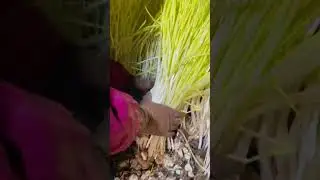 Garlics  ( Leeks ) That Growth In The Dark  #satisfying #short
