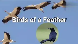 All Q/A | Birds Of A Feather | Poem | Enhanced English Alive | Class 7