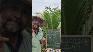Controle de daninhas no milho.