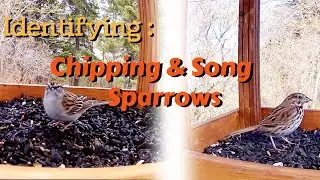 Identifying Song and Chipping Sparrows