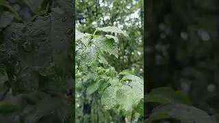 🌿✨ Symphony of Nature | A Magical Journey with Conte Zumma Domein 🌞🍃🌺