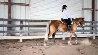 Online Lesson - Rocky Mountain Horse - Chance -Gaited Horse Training