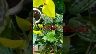 Calathea, tanaman berbunga fam Marantaceae(tanaman doa). genus Goeppertia