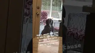 funny dog looking through the window #dog #Dog #Shorts #funny #pet #animalvideo #funnyvideo