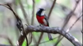 Red-Breasted Chat