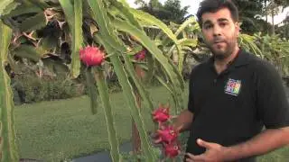 Dragon Fruit - Tropical Fruit Growers of South Florida