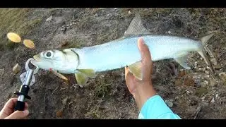 FISH PUNCH ep1 (Topwater) - (Giant Herring)