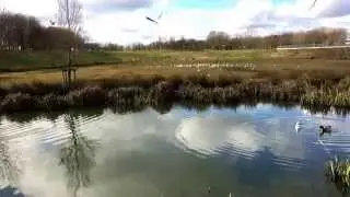 Birds in Poppintree Park
