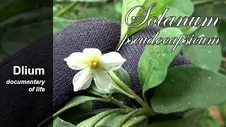 Jerusalem cherry (Solanum pseudocapsicum) - part 2