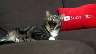 Cat Drinking Water from the Tap  (SLOW MOTION)