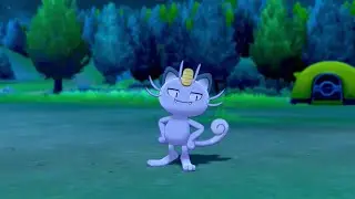 Alolan Meowth In Camp - Pokemon Sword & Shield