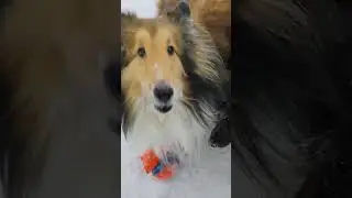 No Bounce Charlie