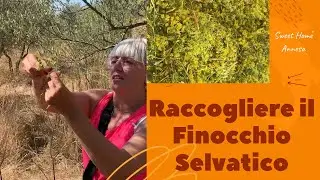 Come Raccogliere il Finocchio Selvatico Consigli e Tecniche per una Raccolta Perfetta