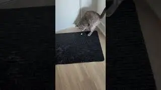 #cat #funny #fyp #explore #catcuriosity #catintelligence