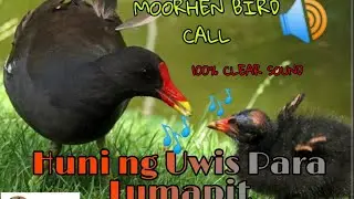 Huni ng ibong Uwis | Moorhen Sound call