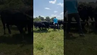 Let&rsquo;s Eat! #cow #kentucky #farming #hungry #cattle #angus #pasture #agriculture #feeding #bull