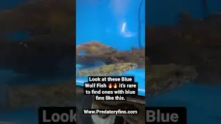Look at these Blue Wolf Fish 🔥www.predatoryfins.com #rarefish #wolffish #exoticfish #tropicalfish