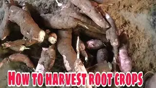 How to harvest root crops (Balinghoy) | Life in the Province | Philippines