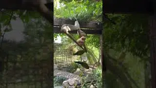 Partytime in the birdhome. 😂🤘#birds #vogel #wellensittich #zebrafinken #prince #voliere