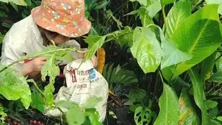 Little Anh&rsquo;s Brave Day Alone in the Forest  Searching for Figs to Survive | Little Anh Survival Life