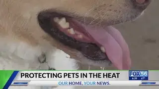 Kentucky experts share how to protect your pets in the summer heat