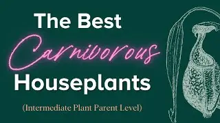 Best Indoor Carnivorous Plants for Beginner and Intermediate Plant Parents // Carnivorous Plant Care