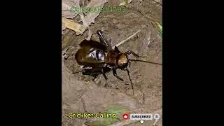 Night Cricket Calling The Hidden Voice Beneath the Forest Floor#peacock #youtube #rabbits