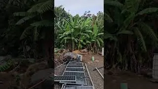 Puxin biogas digester running Firman trifuel generator off grid project in Waiehu on Maui, Hawaii