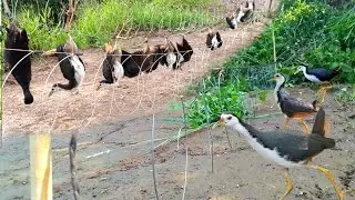 Caught Live on Camera &ndash; Bird Trap Surprise!  Unbelievable Wild Bird Catching Moment!