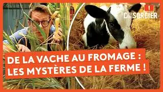 De la vache au fromage : les mystères de la ferme enfin révélés ! - C'est pas sorcier