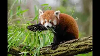 Top 6 Cutest Animals On Earth