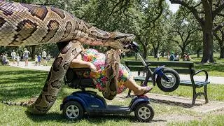 Her Scooter Was Empty. The Truth Was Coiled in the Bushes. A Heroic Rescue Story.