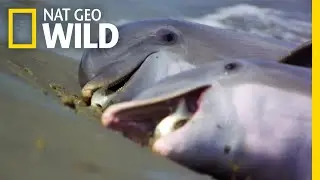 That's One Way to Dolphinately Score a Meal | Nat Geo Wild