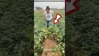 Amazing Way To Grow Aluva