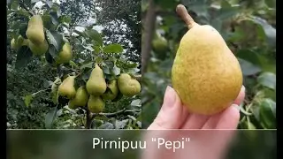 Pirnipuu 