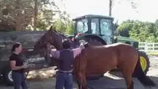Jul 10 2008 - VID00017 Fitz Just Right- Goodwin Farm