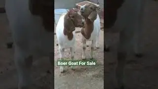 2 African Boer Goat Kids For Sale #goatfarming #bakripalan #africanboergoat #viralvideos