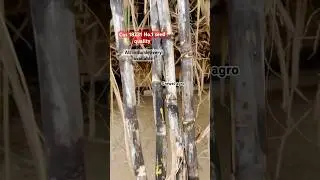18231 sugarcane variety available and all India delivery available #sugarcanevariety #viralvideo