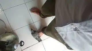 Animals Insan Se Behtar H, #trending #save #birds #viral #viralvideo #saveanimals #pashupatinath
