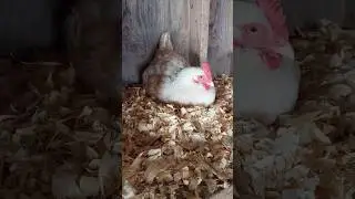 What Will A Hen's Comb Tell You?